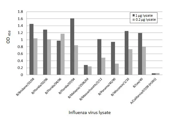 Indirect ELISA analysis performed by coating plate with viral lysate derived from different strains of Influenza A virus (i.e., A/California/07/09 (H1N1)) and Influenza B virus (i.e., B/Brisbane/33/08; B/Florida/02/06; B/Florida/04/06; B/Florida/07/04; B/Malaysia/2506/04; B/Massachusetts/2/12; B/Panama/45/90; B/Wisconsin/1/10; B/Lee/40) (1-0.2 microg). Coated protein was probed with Influenza B virus Nucleoprotein antibody [HL1073] (GTX636194) (1 microg/mL). Rabbit IgG antibody (HRP) (GTX213110-01) (1:10000) was used to detect bound primary antibody.