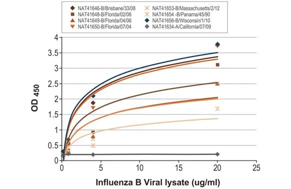 Sandwich ELISA detection of viral lysate derived from different strains of Influenza A virus (i.e., A/California/07/09 (H1N1)) and Influenza B virus (i.e., B/Brisbane/33/08; B/Florida/02/06; B/Florida/04/06; B/Florida/07/04; B/Massachusetts/2/12; B/Panama/45/90; B/Wisconsin/1/10) using antibodies as below. Capture: Influenza B virus Nucleoprotein antibody [HL1073] (GTX636194) (5 microg/mL) Detection: HRP-conjugated Influenza B virus Nucleoprotein antibody [HL1069] (GTX636100) (1 microg/mL) Please notice that GTX636100 needs to be conjugated to HRP to function as the detection antibody when paired with GTX636194. Please contact us for custom HRP-conjugated antibody.
