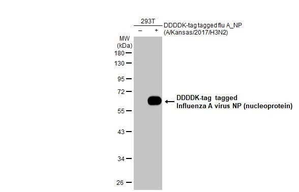 Non-transfected (-) and transfected (+) 293T whole cell extracts (30 microg) were separated by 10% SDS-PAGE, and the membrane was blotted with Influenza A virus Nucleoprotein antibody [HL1078] (GTX636199) diluted at 1:5000. The HRP-conjugated anti-rabbit IgG antibody (GTX213110-01) was used to detect the primary antibody.