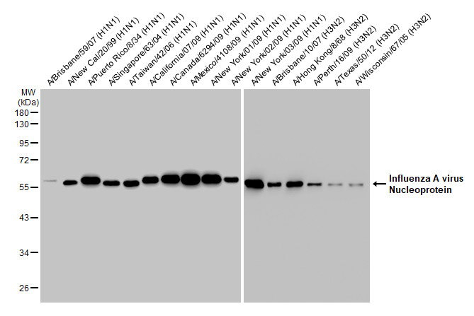 Influenza A viral lysates (1 microg) were separated by 10% SDS-PAGE, and the membrane was blotted with Influenza A virus Nucleoprotein antibody [HL1078] (GTX636199) diluted at 1:1000. The HRP-conjugated anti-rabbit IgG antibody (GTX213110-01) was used to detect the primary antibody.