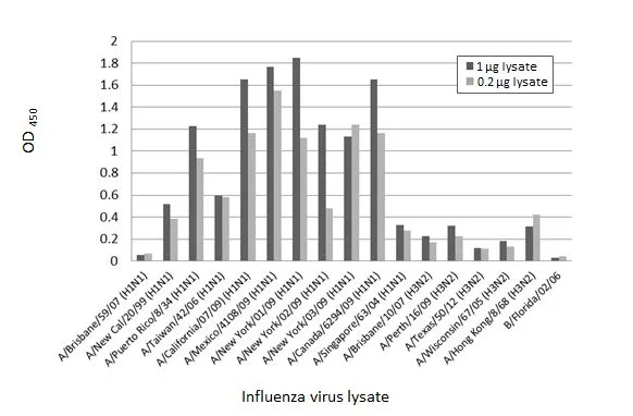 Indirect ELISA analysis performed by coating plate with viral lysate derived from different strains of Influenza A virus (i.e., A/Brisbane/59/07 (H1N1); A/New Cal/20/99 (H1N1); A/Puerto Rico/8/34 (H1N1); A/Taiwan/42/06 (H1N1); A/California/07/09 (H1N1); A/Mexico/4108/09 (H1N1); A/New York/01/09 (H1N1); A/New York/02/09 (H1N1); A/New York/03/09 (H1N1); A/Canada/6294/09 (H1N1); A/Singapore/63/04 (H1N1); A/Brisbane/10/07 (H3N2); A/Perth/16/09 (H3N2); A/Texas/50/12 (H3N2); A/Wisconsin/67/05 (H3N2); A/Hong Kong/8/68 (H3N2)) and Influenza B virus (i.e., B/Florida/02/06) (1-0.2 microg). Coated protein was probed with Influenza A virus NP (nucleoprotein) antibody [HL1078] (GTX636199) (1 microg/mL). Rabbit IgG antibody (HRP) (GTX213110-01) (1:10000) was used to detect bound primary antibody.