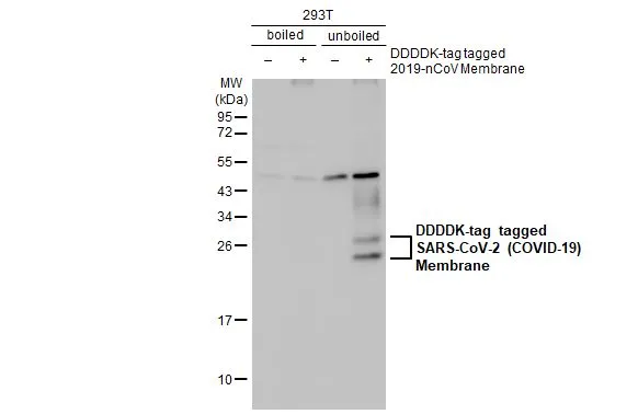 Non-transfected (–) and transfected (+) boiled and unboiled 293T whole cell extracts (30 μg) were separated by 12% SDS-PAGE, and the membrane was blotted with SARS-CoV-2 (COVID-19) Membrane antibody [HL1087] (GTX636245) diluted at 1:20000. The HRP-conjugated anti-rabbit IgG antibody (GTX213110-01) was used to detect the primary antibody, and the signal was developed with Trident ECL plus-Enhanced.