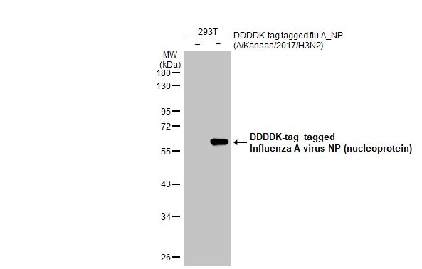 Non-transfected (-) and transfected (+) 293T whole cell extracts (30 microg) were separated by 10% SDS-PAGE, and the membrane was blotted with Influenza A virus Nucleoprotein antibody [HL1089] (GTX636247) diluted at 1:5000. The HRP-conjugated anti-rabbit IgG antibody (GTX213110-01) was used to detect the primary antibody.