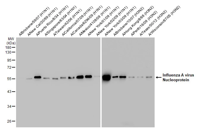 Influenza A viral lysates (1 microg) were separated by 10% SDS-PAGE, and the membrane was blotted with Influenza A virus Nucleoprotein antibody [HL1089] (GTX636247) diluted at 1:1000. The HRP-conjugated anti-rabbit IgG antibody (GTX213110-01) was used to detect the primary antibody.