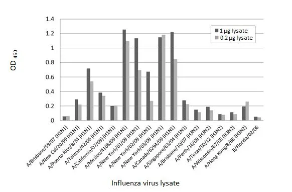 Indirect ELISA analysis performed by coating plate with viral lysate derived from different strains of Influenza A virus (i.e., A/Brisbane/59/07 (H1N1); A/New Cal/20/99 (H1N1); A/Puerto Rico/8/34 (H1N1); A/Taiwan/42/06 (H1N1); A/California/07/09 (H1N1); A/Mexico/4108/09 (H1N1); A/New York/01/09 (H1N1); A/New York/02/09 (H1N1); A/New York/03/09 (H1N1); A/Canada/6294/09 (H1N1); A/Singapore/63/04 (H1N1); A/Brisbane/10/07 (H3N2); A/Perth/16/09 (H3N2); A/Texas/50/12 (H3N2); A/Wisconsin/67/05 (H3N2); A/Hong Kong/8/68 (H3N2)) and Influenza B virus (i.e., B/Florida/02/06) (1-0.2 microg). Coated protein was probed with Influenza A virus NP (nucleoprotein) antibody [HL1089] (GTX636247) (1 microg/mL). Rabbit IgG antibody (HRP) (GTX213110-01) (1:10000) was used to detect bound primary antibody.