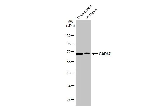 GAD67 antibody [HL1095]
