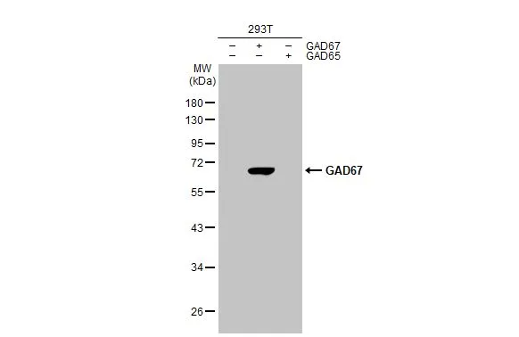 GAD67 antibody [HL1095]