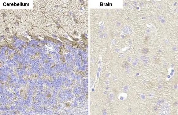 Anti-GAD67 antibody [HL1095] (GTX636279) | GeneTex