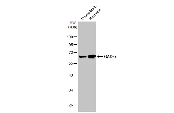 GAD67 antibody [HL1096]