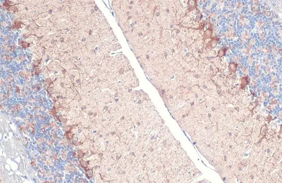 GAD67 antibody [HL1096]