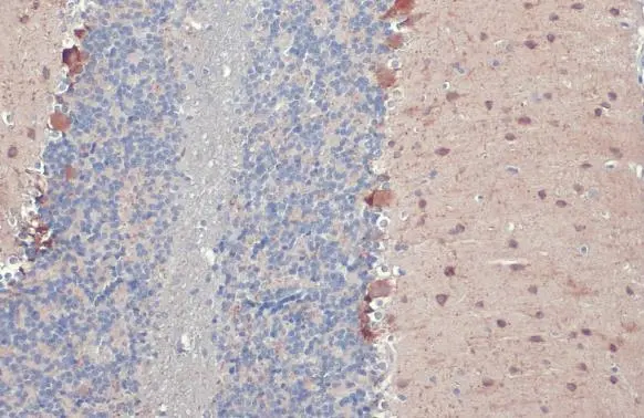 GAD67 antibody [HL1096]