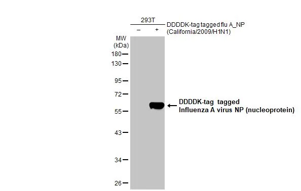 Non-transfected (–) and transfected (+) 293T whole cell extracts (30 μg) were separated by 10% SDS-PAGE, and the membrane was blotted with Influenza A virus NP (nucleoprotein) antibody [HL1098] (GTX636282) diluted at 1:5000. The HRP-conjugated anti-rabbit IgG antibody (GTX213110-01) was used to detect the primary antibody.
