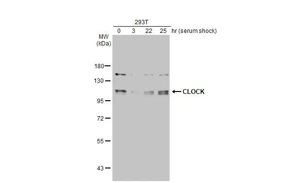 CLOCK antibody [HL1099]