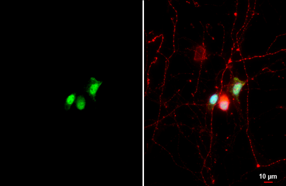 CLOCK antibody [HL1099]