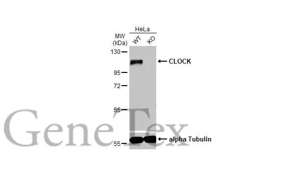 CLOCK antibody [HL1099]