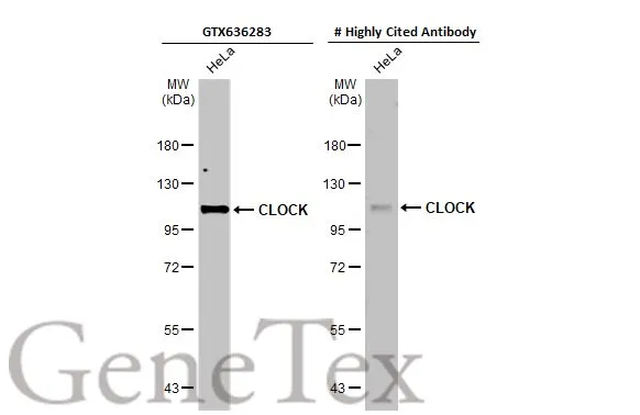 CLOCK antibody [HL1099]