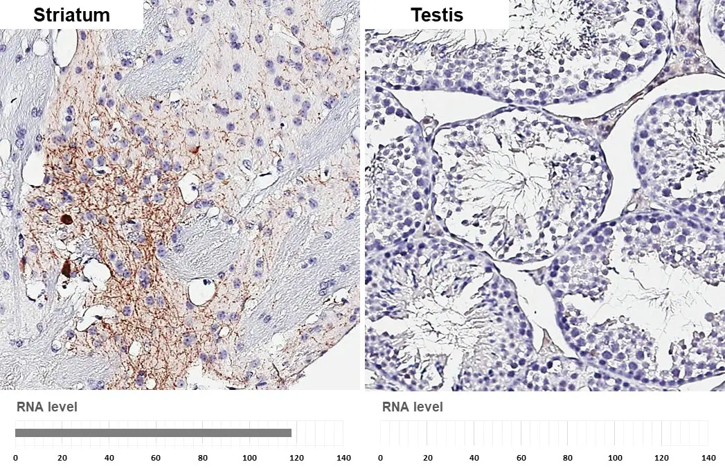 Anti-Somatostatin antibody [HL1101] (GTX636297) | GeneTex
