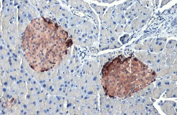 Somatostatin antibody [HL1101] detects secreted Somatostatin protein by immunohistochemical analysis. Sample: Paraffin-embedded mouse pancreas. Somatostatin stained by Somatostatin antibody [HL1101] (GTX636297) diluted at 1:1000. Antigen Retrieval: Citrate buffer, pH 6.0, 15 min
