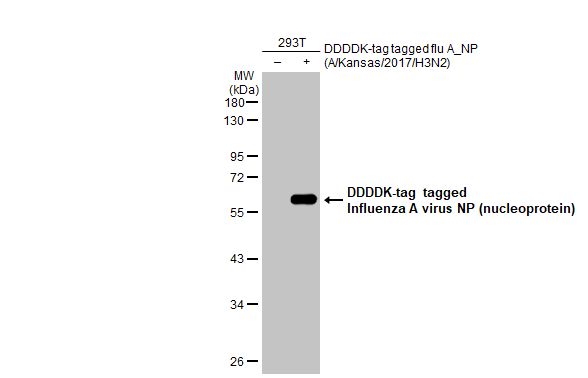 Non-transfected (-) and transfected (+) 293T whole cell extracts (30 microg) were separated by 10% SDS-PAGE, and the membrane was blotted with Influenza A virus Nucleoprotein antibody [HL1103] (GTX636318) diluted at 1:5000. The HRP-conjugated anti-rabbit IgG antibody (GTX213110-01) was used to detect the primary antibody.