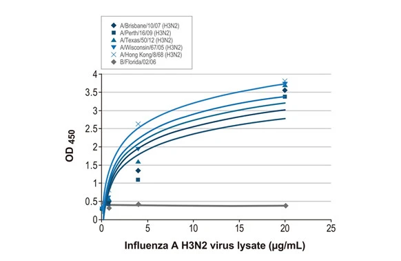 Sandwich ELISA detection of viral lysate derived from different strains of Influenza A virus (i.e., A/Brisbane/10/07 (H3N2); A/Perth/16/09 (H3N2); A/Texas/50/12 (H3N2); A/Wisconsin/67/05 (H3N2); A/Hong Kong/8/68 (H3N2)) and Influenza B virus (i.e., B/Florida/02/06) using antibodies as below. Capture: Influenza A virus Nucleoprotein antibody [HL1103] (GTX636318) (5 microg/mL) Detection: HRP-conjugated Influenza A virus Nucleoprotein antibody [HL1089] (GTX636247) (1 microg/mL) Please notice that GTX636247 needs to be conjugated to HRP to function as the detection antibody when paired with GTX636318. Please contact us for custom HRP-conjugated antibody.