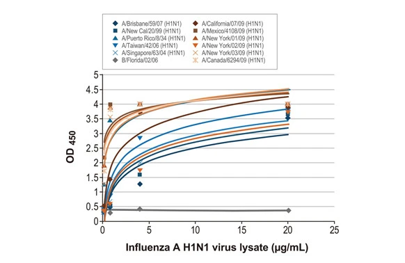 Sandwich ELISA detection of viral lysate derived from different strains of Influenza A virus (i.e., A/Brisbane/59/07 (H1N1); A/New Cal/20/99 (H1N1); A/Puerto Rico/8/34 (H1N1); A/Taiwan/42/06 (H1N1); A/Singapore/63/04 (H1N1); A/California/07/09 (H1N1); A/Mexico/4108/09 (H1N1); A/New York/01/09 (H1N1); A/New York/02/09 (H1N1); A/New York/03/09 (H1N1); A/Canada/6294/09 (H1N1)) and Influenza B virus (i.e., B/Florida/02/06) using antibodies as below. Capture: Influenza A virus Nucleoprotein antibody [HL1103] (GTX636318) (5 microg/mL) Detection: HRP-conjugated Influenza A virus Nucleoprotein antibody [HL1089] (GTX636247) (1 microg/mL) Please notice that GTX636247 needs to be conjugated to HRP to function as the detection antibody when paired with GTX636318. Please contact us for custom HRP-conjugated antibody.