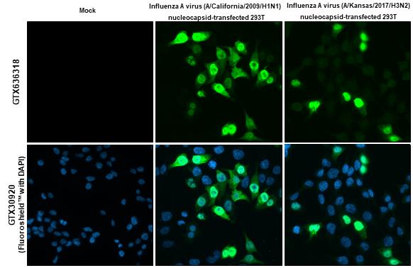 Influenza A virus Nucleoprotein antibody (GTX636318) detects overexpressed Influenza virus Nucleoprotein protein by immunofluorescent analysis. Sample: Mock and transfected 293T cells were fixed in 4% paraformaldehyde at RT for 15 min. Green: Influenza A virus Nucleoprotein stained by Influenza A virus Nucleoprotein antibody (GTX636318) diluted at 1:2000.