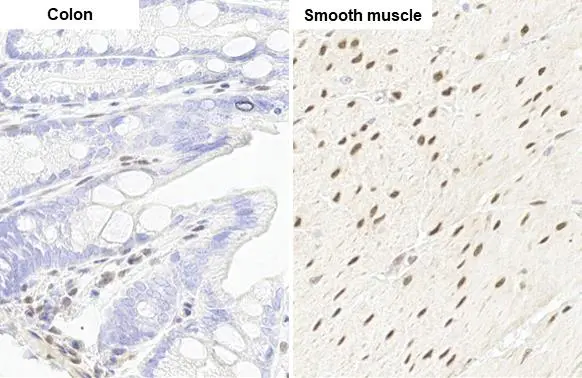 Anti-RBPMS antibody [HL1105] (GTX636320) | GeneTex