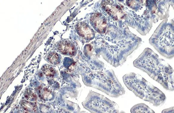 BrdU antibody [HL1111]