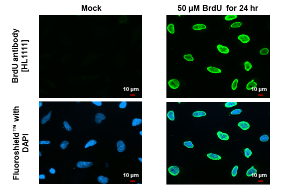 BrdU antibody [HL1111]