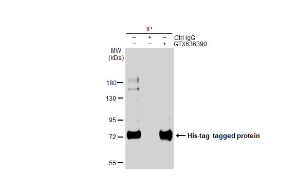 Anti-6x His Tag antibody [GT7712] (GTX636390) | GeneTex