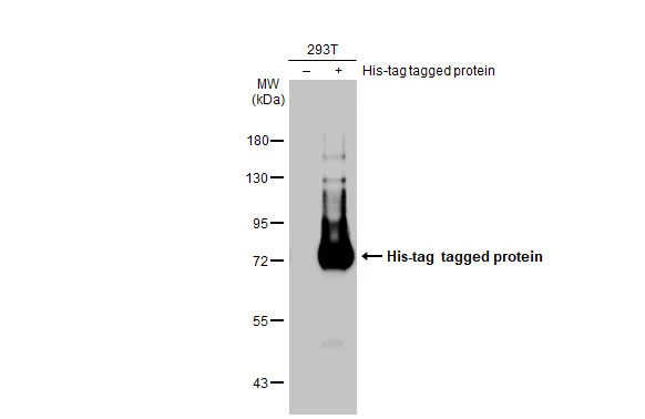 Anti-6x His Tag antibody [GT7712] (GTX636390) | GeneTex