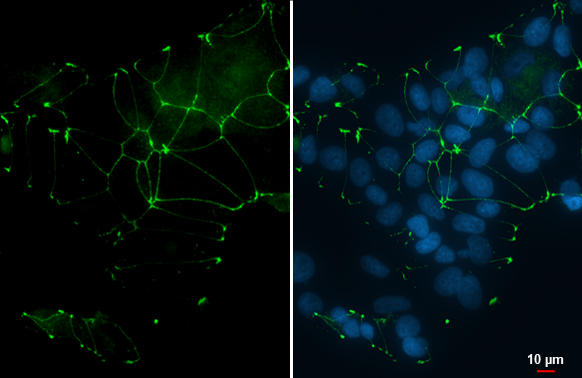 ZO-1 antibody [HL1133] detects ZO-1 protein at cell membrane by immunofluorescent analysis. Sample: MCF-7 cells were fixed in 4% paraformaldehyde at RT for 15 min. Green: ZO-1 stained by ZO-1 antibody [HL1133] (GTX636399) diluted at 1:500. Blue: Fluoroshield with DAPI (GTX30920).
