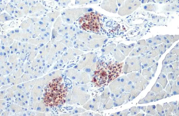 C-Peptide antibody [HL1158]