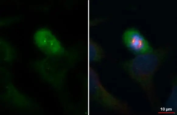 gamma Tubulin antibody [HL1175] detects gamma Tubulin protein at centrosome by immunofluorescent analysis. Sample: HeLa cells were fixed in ice-cold MeOH for 5 min. Green: gamma Tubulin stained by gamma Tubulin antibody [HL1175] (GTX636480) diluted at 1:2500. Red: alpha Tubulin, a cytoskeleton marker, stained by alpha Tubulin antibody [GT114] (GTX628802) diluted at 1:1000. Blue: Fluoroshield with DAPI (GTX30920).