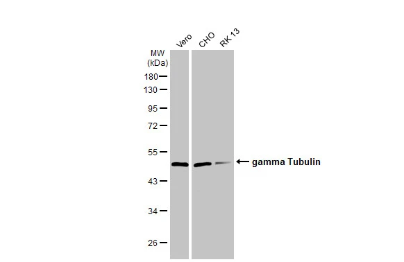 Various whole cell extracts (30 μg) were separated by 10% SDS-PAGE, and the membrane was blotted with gamma Tubulin antibody [HL1175] (GTX636480) diluted at 1:1000. The HRP-conjugated anti-rabbit IgG antibody (GTX213110-01) was used to detect the primary antibody.