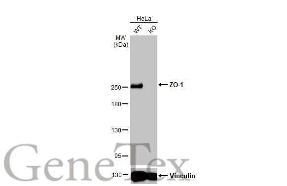 Wild-type (WT) and TJP1 knockout (KO) HeLa cell extracts (30 μg) were separated by 5% SDS-PAGE, and the membrane was blotted with ZO-1 antibody [HL1185] (GTX636491) diluted at 1:1000. The HRP-conjugated anti-rabbit IgG antibody (GTX213110-01) was used to detect the primary antibody.