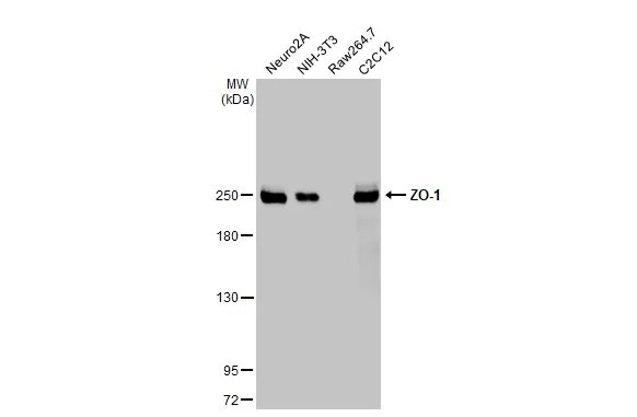 Various whole cell extracts (30 μg) were separated by 5% SDS-PAGE, and the membrane was blotted with ZO-1 antibody [HL1185] (GTX636491) diluted at 1:1000. The HRP-conjugated anti-rabbit IgG antibody (GTX213110-01) was used to detect the primary antibody.
