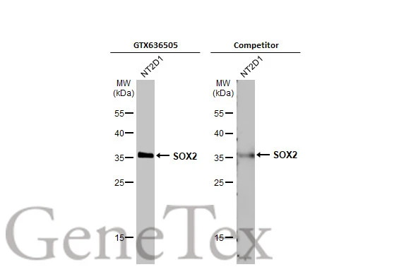 Anti-SOX2 antibody [HL1193] (GTX636505) | GeneTex