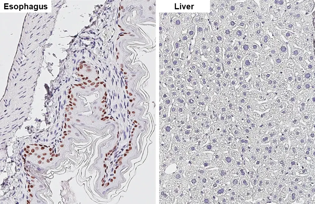 Anti-SOX2 antibody [HL1193] (GTX636505) | GeneTex