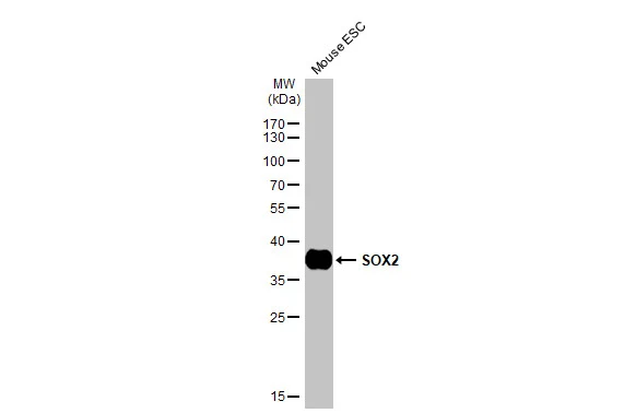 Mouse ESC extract (50 μg) was separated by 12% SDS-PAGE, and the membrane was blotted with SOX2 antibody [HL1193] (GTX636505) diluted at 1:1000. The HRP-conjugated anti-rabbit IgG antibody (GTX213110-01) was used to detect the primary antibody.