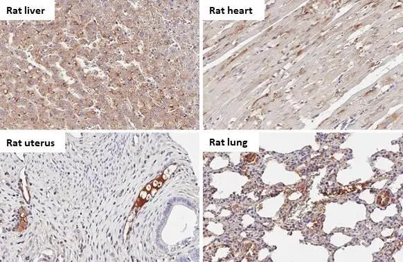 C1 inhibitor antibody [HL1197] detects C1 inhibitor protein by immunohistochemical analysis. Sample: Paraffin-embedded rat tissues. C1 inhibitor stained by C1 inhibitor antibody [HL1197] (GTX636509) diluted at 1:100. Antigen Retrieval: Citrate buffer, pH 6.0, 15 min