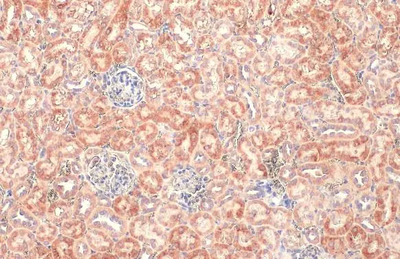 BNIP3L antibody [HL1203] detects BNIP3L protein at mitochondria by immunohistochemical analysis. Sample: Paraffin-embedded mouse kidney. BNIP3L stained by BNIP3L antibody [HL1203] (GTX636515) diluted at 1:100. Antigen Retrieval: Citrate buffer, pH 6.0, 15 min