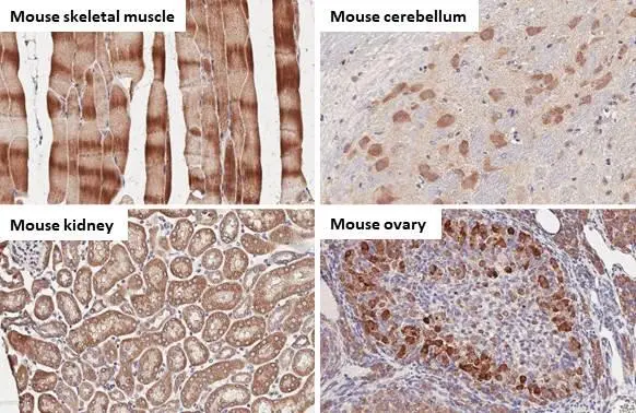 BNIP3L antibody [HL1203] detects BNIP3L protein by immunohistochemical analysis. Sample: Paraffin-embedded mouse tissues. BNIP3L stained by BNIP3L antibody [HL1203] (GTX636515) diluted at 1:100. Antigen Retrieval: Citrate buffer, pH 6.0, 15 min