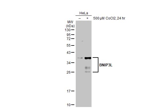 BNIP3L antibody [HL1203]