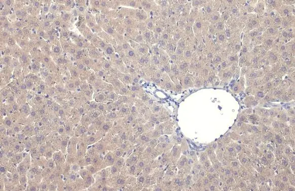 iNOS antibody [HL1213] detects iNOS protein at cytoplasm by immunohistochemical analysis. Sample: Paraffin-embedded mouse liver. iNOS stained by iNOS antibody [HL1213] (GTX636531) diluted at 1:50. Antigen Retrieval: Citrate buffer, pH 6.0, 15 min
