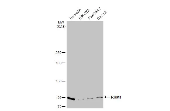 RRM1 antibody [HL1231]