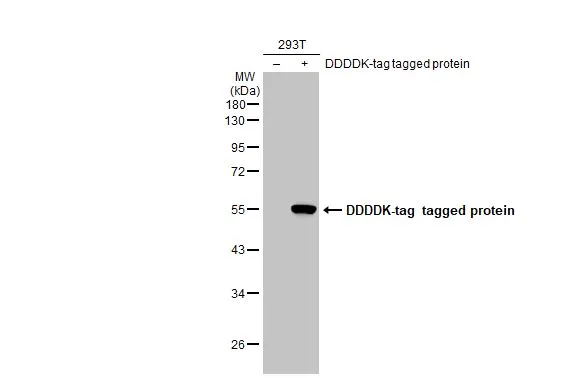 DDDDK tag antibody [GT482]