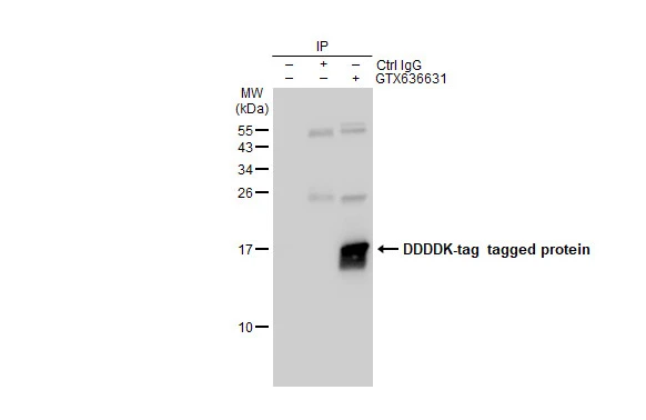 Anti-DDDDK tag antibody [GT482] (GTX636631) | GeneTex