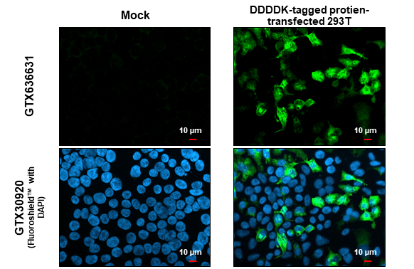 Anti-DDDDK tag antibody [GT482] (GTX636631) | GeneTex