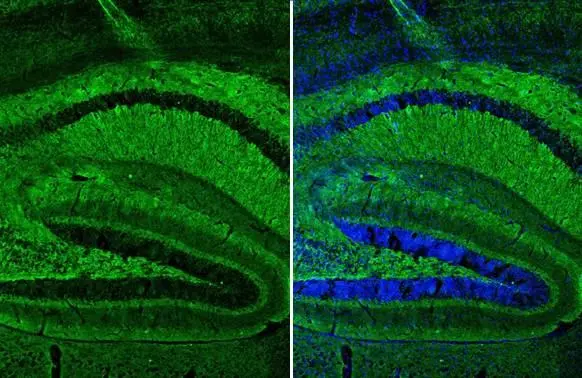 alpha Synuclein antibody [HL1243] detects alpha Synuclein protein by immunohistochemical analysis. Sample: Frozen-sectioned mouse hippocampus. Green: alpha Synuclein stained by alpha Synuclein antibody [HL1243] (GTX636642) diluted at 1:100.